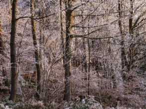 Wintery forest with hoarfrost on Königstuhl mountain, evening light, Rhein-Neckar district,