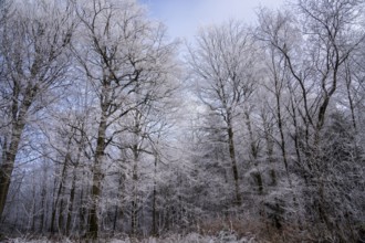 Wintery forest with hoarfrost on Königstuhl mountain, old beech trees, Rhein-Neckar district,