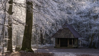 Winter forest with hoarfrost on Königstuhl mountain, refuge and hiking trails, Rhein-Neckar