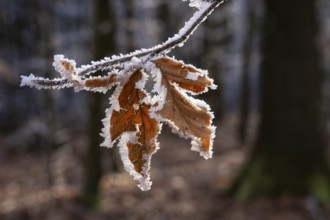 Wintery forest with hoarfrost on Königstuhl mountain, small branch with leaves, Rhein-Neckar