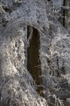 Wintery forest with hoarfrost on Königstuhl mountain, tree trunk, Rhein-Neckar district,