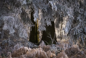 Wintery forest with hoarfrost on Königstuhl mountain, conifer and fern, Rhein-Neckar district,