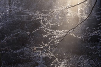 Wintery forest with hoarfrost on Königstuhl mountain, branch against light. Rhein-Neckar District,