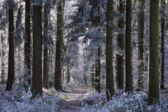 Wintery forest with hoarfrost on Königstuhl mountain, hiking trail, Rhein-Neckar district,