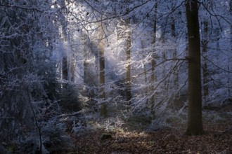 Wintery forest with hoarfrost on Königstuhl mountain, sunbeams, backlight, Rhein-Neckar district,
