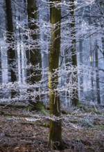 Wintery forest with hoarfrost on Königstuhl mountain, Rhein-Neckar district, Baden-Württemberg,