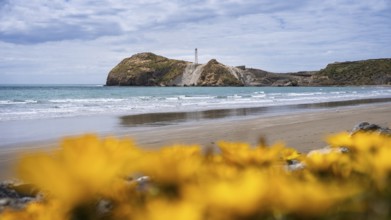 Castlepoint Beach with lighthouse on the rock, sea, yellow blooming gazanies in the foreground.