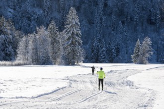 Two people skiing on snow-covered fields surrounded by wintry forest, cross-country skiing, near