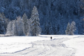 Snowy landscape with lonely person on snowfield surrounded by snow-covered forest, cross-country
