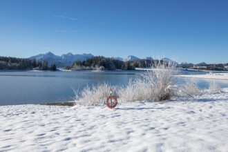 Snow-covered shore with view of snowy mountains through clear sky, Forggensee near Roßhaupten,