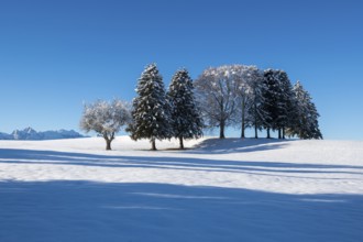 Snow-covered field with a row of trees and blue sky, near Buching, Ostallgäu, Allgäu, Bavaria,
