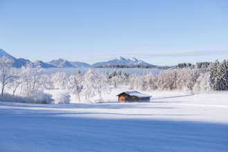 Snowy hut in a peaceful winter environment, surrounded by mountains, near Buching, Ostallgäu,