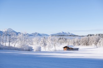 Snowy hut in a quiet winter landscape in front of mountains under clear skies, near Buching,