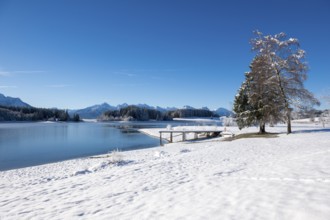 Snowy shore area with a jetty and a tree at the lake, Forggensee near Roßhaupten, Ostallgäu,