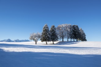Snowy field with a group of trees under clear blue sky, near Buching, Ostallgäu, Allgäu, Bavaria,