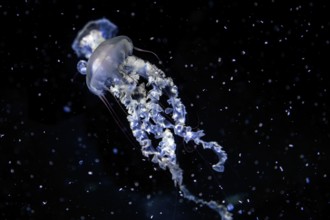 Jellyfish, compass jellyfish (Chrysaora hysoscella), Ozeaneum, Hanseatic City of Stralsund,