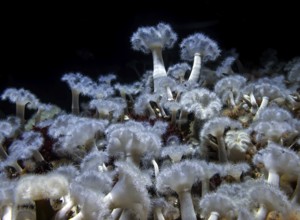 Sea anemone (Metridium senile), Ozeaneum, Hanseatic City of Stralsund, Mecklenburg-Western