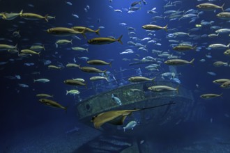 Fish in the huge aquarium in the Ozeaneum, Hanseatic City of Stralsund, Mecklenburg-Western