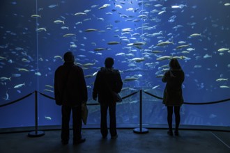 Visitors look at a huge aquarium in the Ozeaneum, Hanseatic City of Stralsund, Mecklenburg-Western