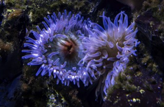 Sea anemones (Actiniaria), Ozeaneum, Hanseatic City of Stralsund, Mecklenburg-Western Pomerania,