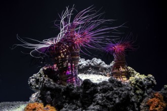 Filigree cylinder rose (Cerianthus filiformis), Ozeaneum, Hanseatic City of Stralsund,
