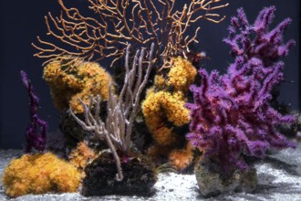 Soft corals (Sclerophytum lamellatum), Ozeaneum, Hanseatic City of Stralsund, Mecklenburg-Western