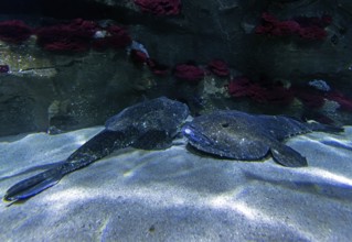 Anglerfish (Lophius piscatorius), Ozeaneum, Hanseatic City of Stralsund, Mecklenburg-Western