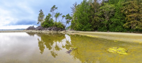 Tranquil ocean waters reflecting trees and sky create a serene beach scene in tofino, showcasing