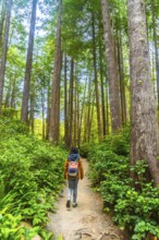 Female tourist with backpack enjoying a peaceful walk in a lush rainforest trail near tofino,