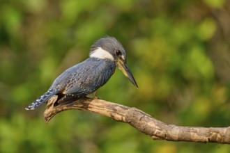 A kingfisher sitting on a branch in a natural environment, Red-breasted Kingfisher (Ceryle