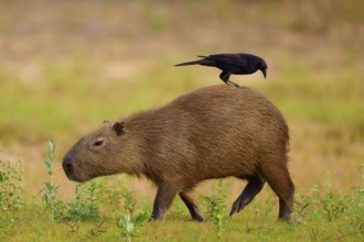 Black bird standing on a walking capybara in a natural environment, Capybara, capybara