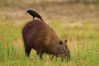A black bird sitting on a capybara foraging in the grass, Capybara, capybara (Hydrochoerus