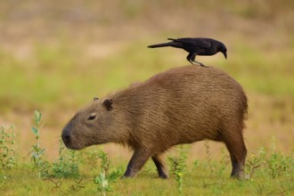 A bird riding on a walking capybara in the grass, Capybara, capybara (Hydrochoerus hydrochaeris),