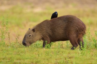 Bird sitting peacefully on a grazing capybara, capybara, capybara (Hydrochoerus hydrochaeris),