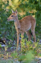 A young deer stands quietly in the sparse forest, Grand Mazama or Red Mazama (Mazama americana),
