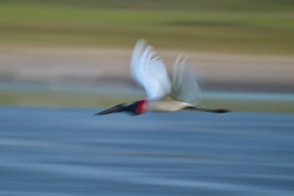A bird in fast movement over water, with strong colours and blur, Jabiru (Jabiru mycteria),