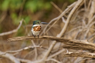 A kingfisher sits in a natural environment on a dry branch in a wooded area, Green Kingfisher