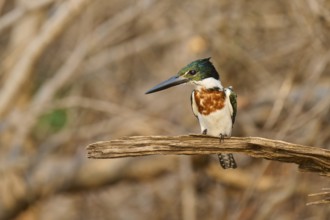 A kingfisher on a branch, surrounded by natural vegetation, in a quiet forest, Green Kingfisher