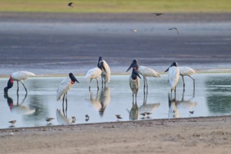 Several large birds are standing in the water, their reflections are visible, Jabiru (Jabiru