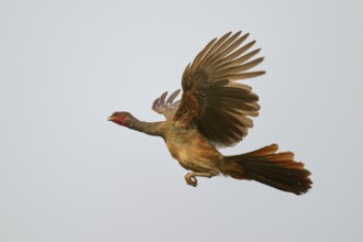 Bird in the air with spread wings and a red head against a blue sky, Chacochachalaca (Ortalis
