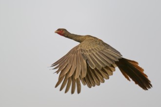 Bird with wide open wings in the air, brown feathers, red head, Chacochachalaca (Ortalis