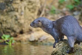An otter sits on a rock on the riverbank, surrounded by natural greenery and water, Southern river