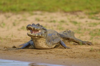 A caiman lies flat and calm on the sandy bank of a river, Spectacled caiman (Caiman yacare, Caiman