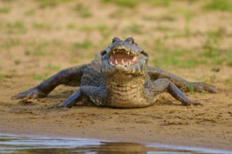 A caiman with open mouth lies watching at the edge of a body of water, spectacled caiman (Caiman