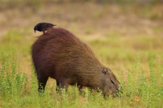 A black bird on a grass-eating capybara in a green environment, Capybara, capybara (Hydrochoerus