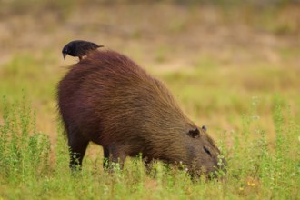 Bird standing on a capybara in a meadow and both appear calm, Capybara, capybara (Hydrochoerus