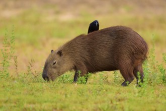 A black bird sitting on a grazing capybara in a green meadow, Capybara, capybara (Hydrochoerus