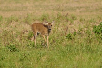 A deer stands with interest in a meadow, Grand Mazama or Red Mazama (Mazama americana), Pantanal,