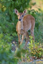 A young fawn peers cautiously through the undergrowth, Grand Mazama or Red Mazama (Mazama
