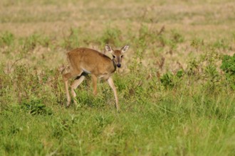 A deer in a field looks attentively to the side, Grand Mazama or Red Mazama (Mazama americana),